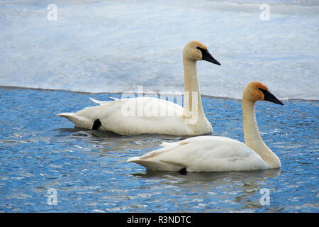 Le cygne sur la rivière en hiver. Anciennement, cette disparition d'oiseaux les plus lourds en Amérique du Nord est maintenant rétablie. Banque D'Images