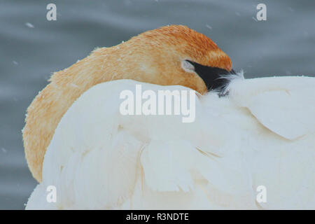 Le cygne sur la rivière en hiver. Banque D'Images