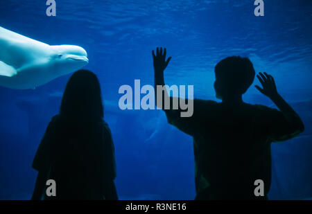 Le béluga, l'Aquarium de Vancouver, Colombie-Britannique Banque D'Images