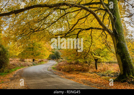 Les hêtres et de fougères en automne couleur le long de la route d'ornement, parc national New Forest, Hampshire, Angleterre, Royaume-Uni, Banque D'Images