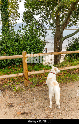 Un chien en attente des propriétaires sur une plage de Vigo - Galice - Espagne Banque D'Images