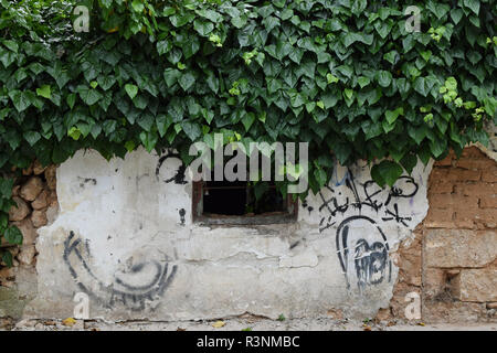 Vieille maison récupérés par la nature. Lierre envahi par la fenêtre cassée et rouillée textured wall. Banque D'Images