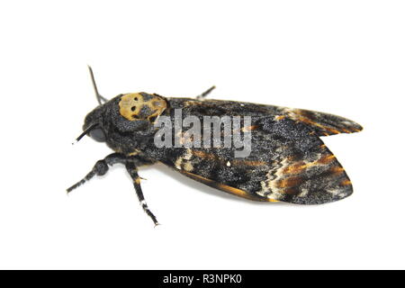 Tête de mort Acherontia atropos Hawk moth, sur fond blanc Banque D'Images