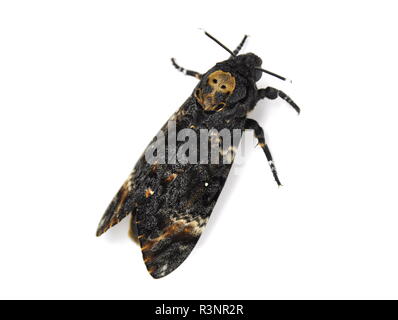 Tête de mort Acherontia atropos Hawk moth, sur fond blanc Banque D'Images