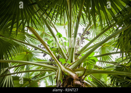 Saint Kitts et Nevis, Saint Kitts. Molineux, palm tree Banque D'Images