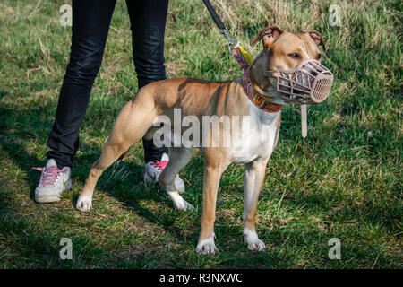 Muselé Pit Bull dog freinée par le propriétaire Banque D'Images