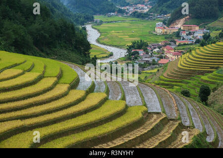 Vue aérienne du paysage du Vietnam. Champ de riz jaune au village, campagne au Vietnam. Image libre de haute qualité photo image avec des riz jaune f Banque D'Images