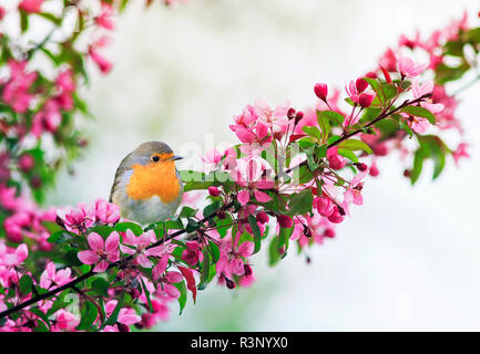 Beau petit oiseau Robin assis sur une branche d'un pommier rose à fleurs dans le jardin de printemps de mai Banque D'Images