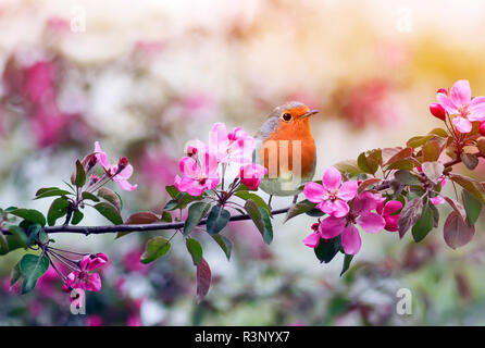 Petit oiseau Robin assis sur une branche d'un pommier rose à fleurs dans le jardin de printemps de mai Banque D'Images