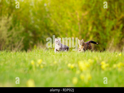 Deux beaux chats mignons courir vite sur l'herbe verte dans la prairie sur une journée ensoleillée Banque D'Images