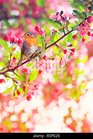 Robin oiseaux assis sur une branche d'un pommier rose à fleurs dans le jardin de printemps de mai Banque D'Images