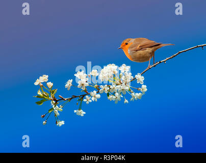 Beau petit oiseau Robin assis dans le jardin de printemps peut-être sur une branche de fleurs de cerisier sur un fond de ciel bleu Banque D'Images