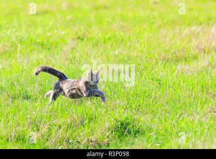 Beau jeune chat qui traverse rapidement printemps vert prairie avec pattes étendues Banque D'Images