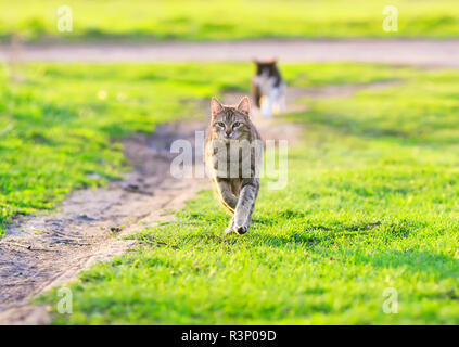 Beau jeune chat qui traverse rapidement green spring meadow croisa ses jambes Banque D'Images