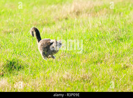 Beau jeune chat qui traverse rapidement green spring meadow croisa ses jambes Banque D'Images