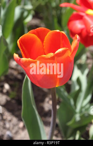 D'une fleur de tulipe rouge Banque D'Images