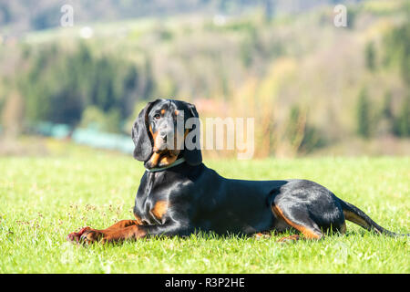 Polonais De Race Chien De Chasse Chien Courant Polonais