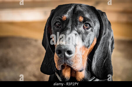 Chien de chasse polonaise noire typique. Portrait d'un chien chien courant polonais, une race de chien courant originaires de Pologne. Banque D'Images