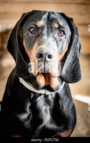 Chien de chasse polonaise noire typique. Portrait d'un chien chien courant polonais, une race de chien courant originaires de Pologne. Banque D'Images