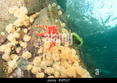 La vie marine d'invertébrés peu profond, le passage Browning, Nord de l'île de Vancouver, Colombie-Britannique, Canada Banque D'Images