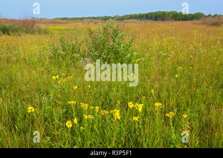 Canada, Manitoba, Tolstoi hautes herbes des prairies. Prairie au printemps la floraison. Banque D'Images