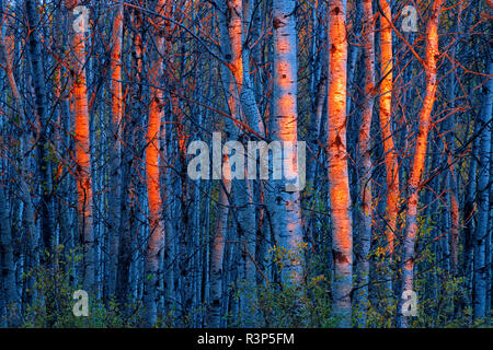 Le Canada, le Manitoba, le Parc provincial Duck Mountain. Coucher du soleil sur les arbres. Banque D'Images