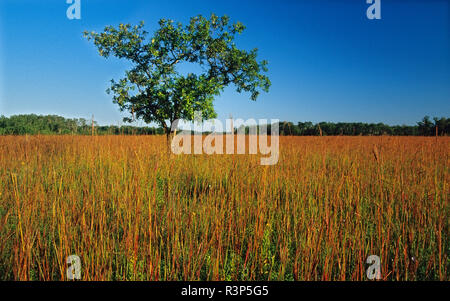 Canada, Manitoba, Tolstoi hautes herbes des prairies. Arbre de chêne sur des prairies herbeuses. Banque D'Images