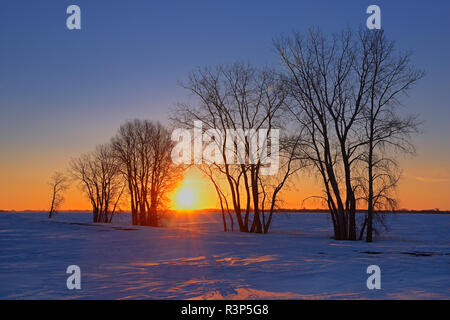 Canada, Manitoba, Grande Pointe. Arbre généalogique Cottonwood au lever du soleil. Banque D'Images