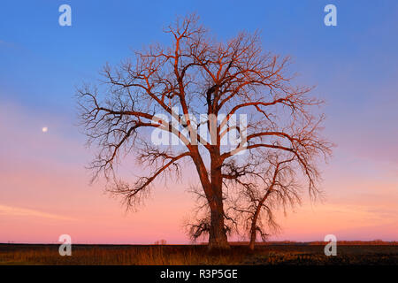 Canada, Manitoba, Grande Pointe. Arbre généalogique Cottonwood et la Lune au lever du soleil. Banque D'Images