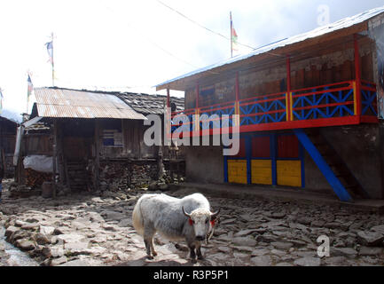 Le Himalayan village d'Olangchung Gola au Népal Banque D'Images