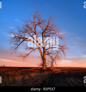 Canada, Manitoba, Grande Pointe. Peupliers au lever du soleil. Banque D'Images