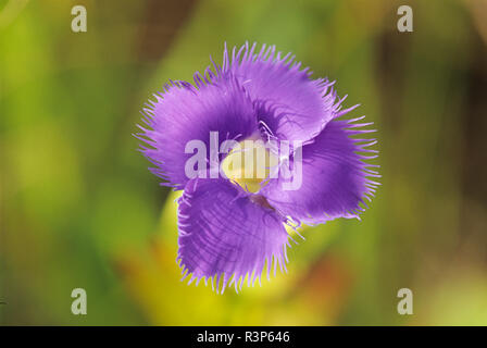 Canada, Manitoba, Tolstoi hautes herbes des prairies. Gentiane frangée. Banque D'Images