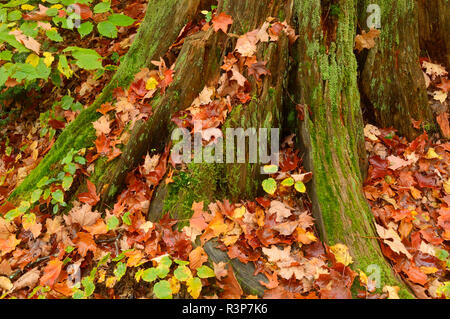 Le Canada, l'Ontario, Ragged Falls Provincial Park. Tronc de l'arbre couvert de mousse et de feuilles d'érable. Banque D'Images