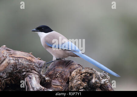 Azure-winged Magpie (Cyanopica cyana) sur une souche, Sapin
