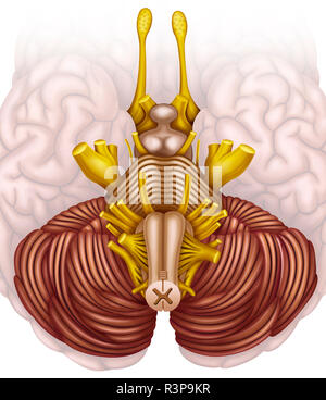 La tige du cerveau, ou tige du cerveau humain, est la principale voie de communication pour le cerveau, la moelle épinière et les nerfs périphériques. Banque D'Images