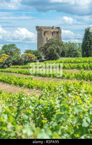 Vignoble, vallée du Rhône, ruines de château de Châteauneuf du Pape, Châteauneuf-du-Pape, France Banque D'Images