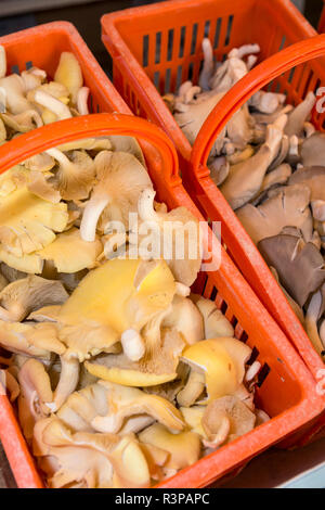 Champignons, champignons, musée de Saumur, Loire, France, Europe Banque D'Images