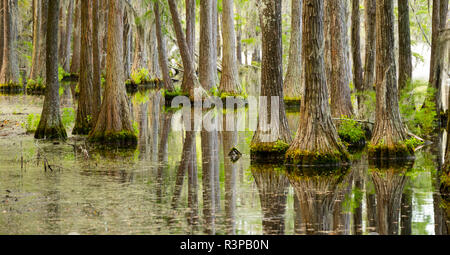 Les arbres poussent jusqu'en dehors de l'eau dans cette zone de marais marais du sud des États-Unis Banque D'Images