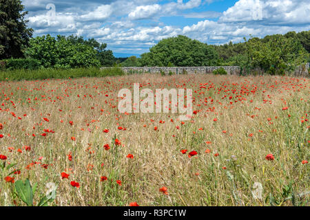 Champ de coquelicots, Saint Paul de Mausole, St Rémy de Provence, France, Europe Banque D'Images