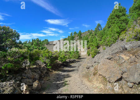 - El Hierro Canary pines sur Camino de la Virgen Banque D'Images