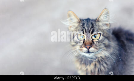 Portrait de chat exprimer ses émotions de surprise. Copier l'espace, des animaux drôles Banque D'Images