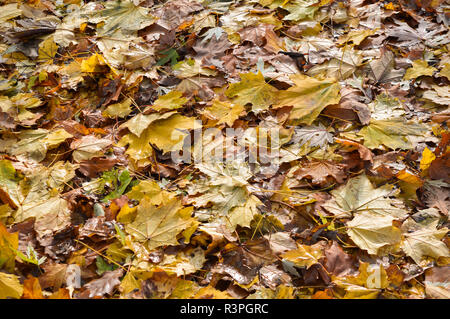 Jaune automne temps Banque D'Images