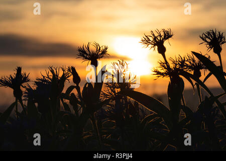 Fleurs de bleuet de montagne Silhouetté contre le soleil couchant Banque D'Images