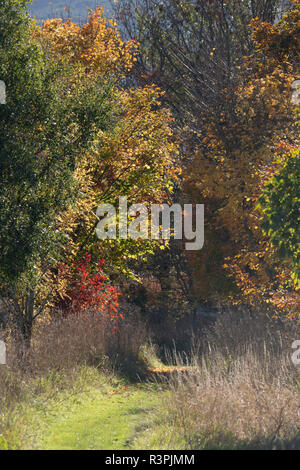 Un chemin herbeux bordé des deux côtés par une variété d'arbres en automne Couleur Banque D'Images