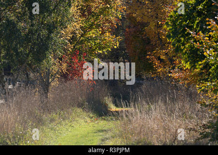 Un chemin herbeux bordé des deux côtés par une variété d'arbres en automne Couleur Banque D'Images