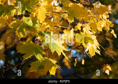 Feuilles de l'érable à sucre (Acer saccharum) jaunissent en automne Banque D'Images