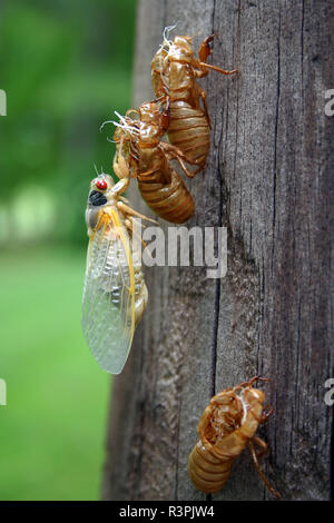 Close up d'une cigale et d'exosquelettes cicada hangar trois sur un poteau de téléphone Banque D'Images