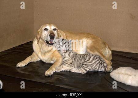 Labrador et des tigres blancs Banque D'Images