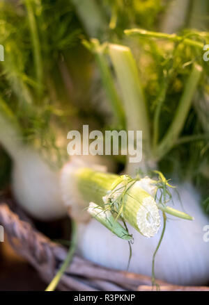 La racine de fenouil à la vente à Eataly marché alimentaire haut de gamme à Turin, Italie. Eataly ouvre sa première succursale à Turin en 2008. Banque D'Images