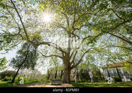 Branches arbre plan sur la place à côté du Palais des Ducs de Bragance à Guimaraes, ville région Norte de Portugal Banque D'Images